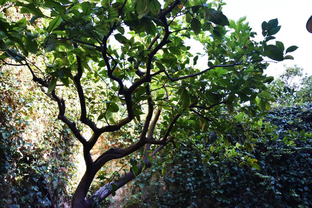 Artroom Garden Noto Extérieur photo